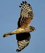 Photographie en couleurs d'un rapace en plein vol et au plumage beige et marron.