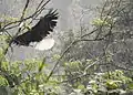 Mâle volant sous la pluie