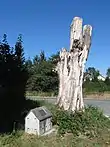 Wright Memorial Maple Tree