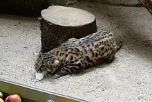 Un Chat à pieds noirs avec une souris dans la bouche.