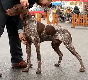 Braque français, type Pyrénées à une exposition canine à Poznań.