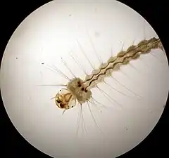 Une larve de Wyeomyia smithii, un moustique se nourrissant de particules nutritives en filtrant l'eau des feuilles de S. purpurea.