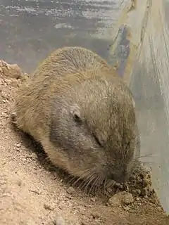 Description de l'image Wyoming pocket gopher.jpg.