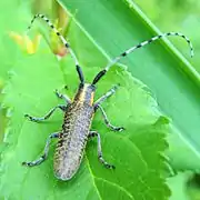 Agapanthia villosoviridescens (De Geer, 1775)