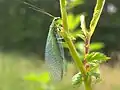 Chrysopa perla (Chrysopidae)