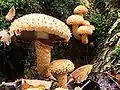 Pholiota squarrosa