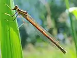 Platycnemis pennipes femelle