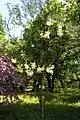 Xanthoceros sorbifolium au jardin botanique de l'université de Vienne