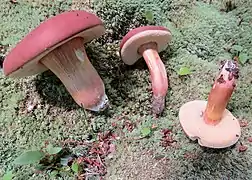 Xanthoconium purpureum