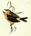 illustration de John Gould