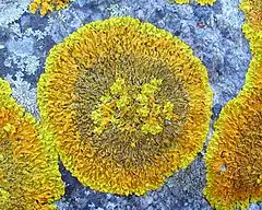 Xanthoria calcicola