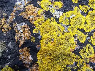 Xanthoria parietina est un lichen nitrophile qui a tendance à recouvrir Caloplaca marina (en) et Verrucaria maura, ce qui témoigne d'une croissance plus rapide.