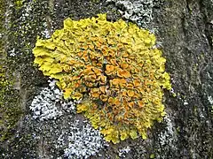 Teloschistaceae :Xanthoria parietina