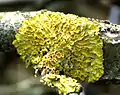 Xanthoria parietina (Lecanoromycetes, Lecanorales, Parmeliaceae)