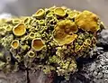 Xanthoria polycarpa