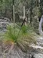 Fleurs de Xanthorrhoea