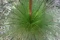 Sommet d'un Xanthorrhoea