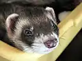 Furet putoisé zibeline avec masque en T et nez marbré.