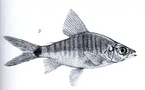 Xenocharax spilurus