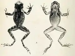 Description de l'image Xenophrys boettgeri (Boettger's horned toad).jpg.