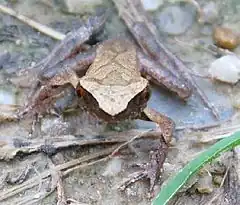 Description de l'image Xenophrys minor, Serzhong, Mongar, Bhutan.jpg.