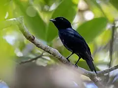 Description de l'image Xenopipo atronitens Black Manakin (male); Machadinho d'Oeste, Rondônia, Brazil (cropped).jpg.