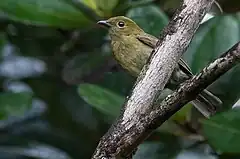 Description de l'image Xenopipo uniformis Olive Manakin; eastern Venezuela.jpg.