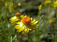 Xerochrysum viscosum.