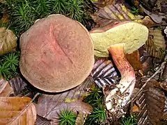 Fungi - Basidiomycota, espèce Boletus chrysenteron (un Bolet)
