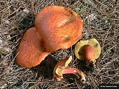 Rheubarbariboletus armeniacus