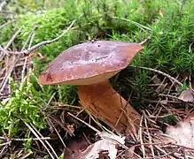 Face supérieure du chapeau montrant la cuticule bai-brun légèrement visqueuse.