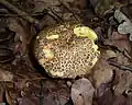 Cuticule tesselée(Xerocomus chrysenteron)