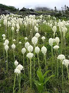 Xerophyllum tenax une xérophylle liée à l'image du parc.