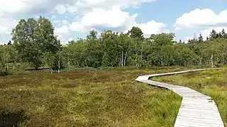 Forêt de bouleaux en bordure de la tourbière des Charmes.