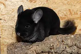 Chinchilla « Ebony Velvet »