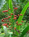 Fruits de Xiphidium caeruleum (Île Bastimentos, Panama)