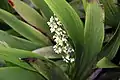 Inflorescence de Xiphidium caeruleum