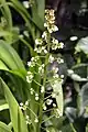 Inflorescence de Xiphidium caeruleumXiphidium caeruleum, the Cola Paloma