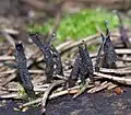 Xylaria sp. (Ascomycetes, Sphaeriales)