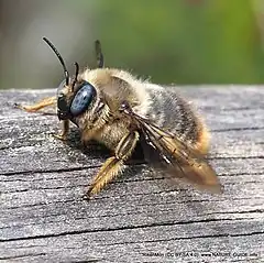 Xylocope brun(Xylocopa cantabrita)