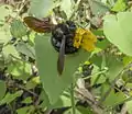 Xylocopa darwini sur Bastardia viscosa, ïles Santa Cruz, Galapágos