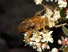 Xylocopa darwini, Mâle posé. Isabela Island, Galapágos, Ecuador.