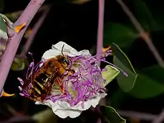 Xylocopa olivieri