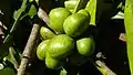 Infrutescence immature de Xylopia frutescens