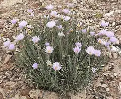 Description de l'image Xylorhiza tortifolia 7.jpg.