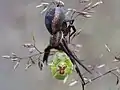 Larve de Pentatomoidea (probable Elasmostethus, Acanthosomatidae) capturée par une araignée Xysticus acerbus (Thomisidae)