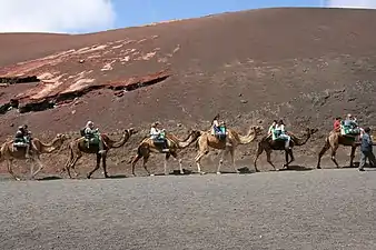 Touristes à dos de dromadaires.