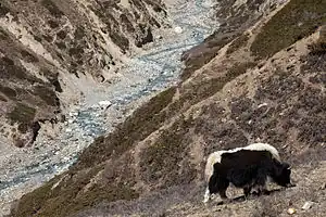 Yak