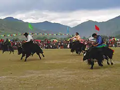 Course de yaks en Chine.