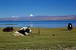 Le mont Kailash se reflète dans le lac Manasarovar.